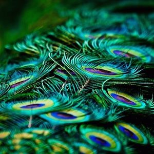 Meet your Posher, Bridget